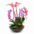 XL Mixed Pink Orchid Plant