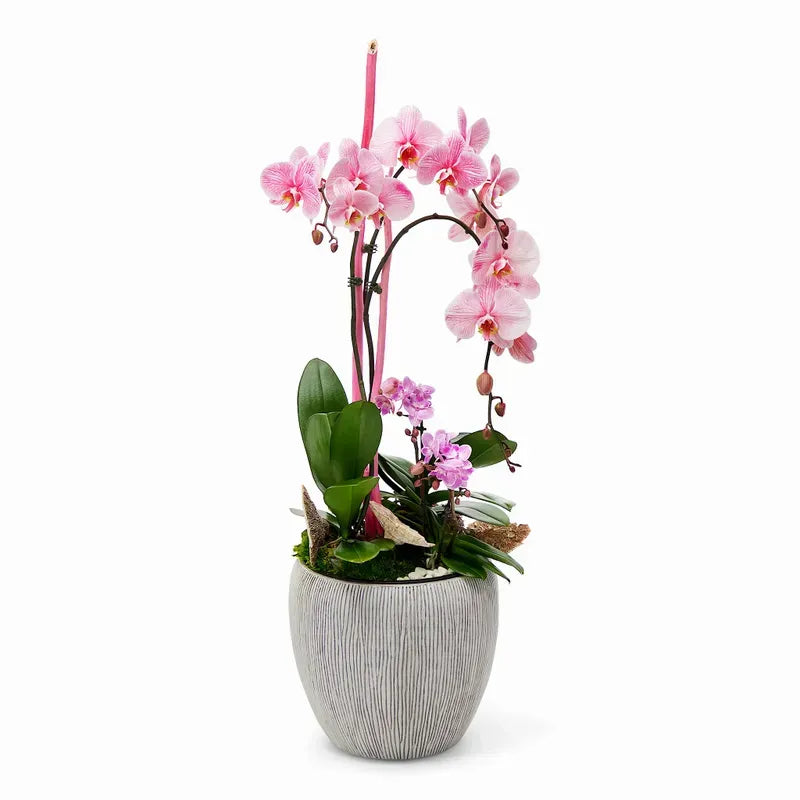 Luxe Pink Orchid Planter