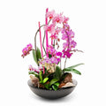 Premium Pink XL Orchid Planter