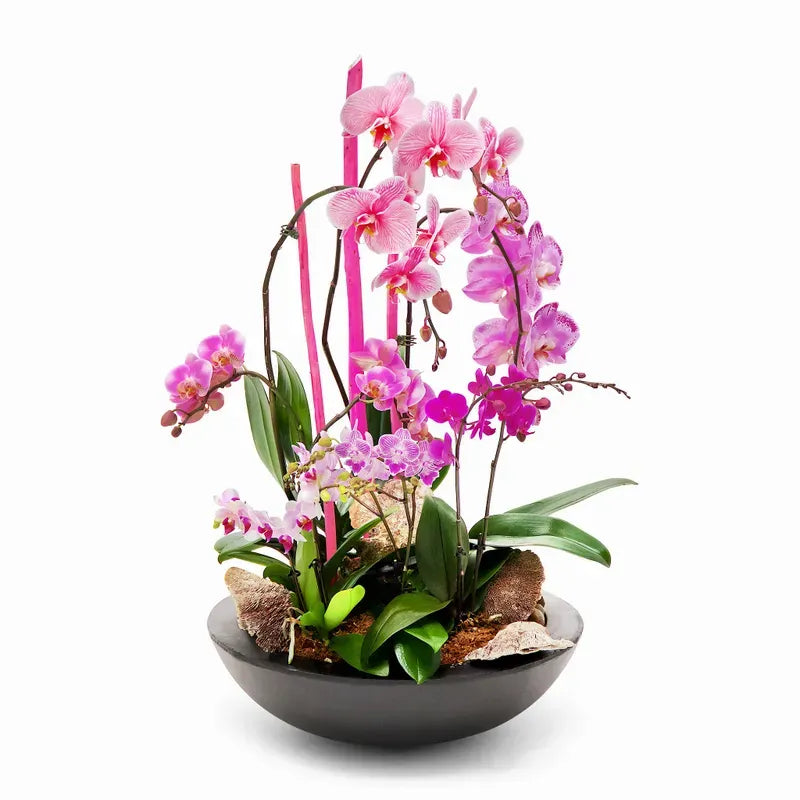 Premium Pink XL Orchid Planter