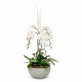 Premium White XL Orchid Planter