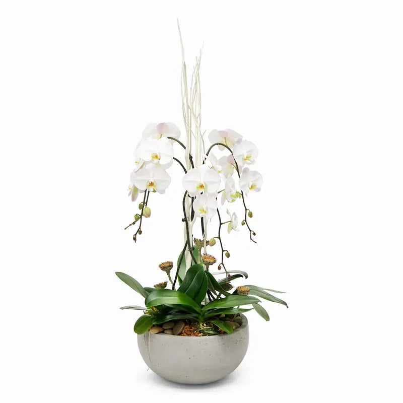 Premium White XL Orchid Planter