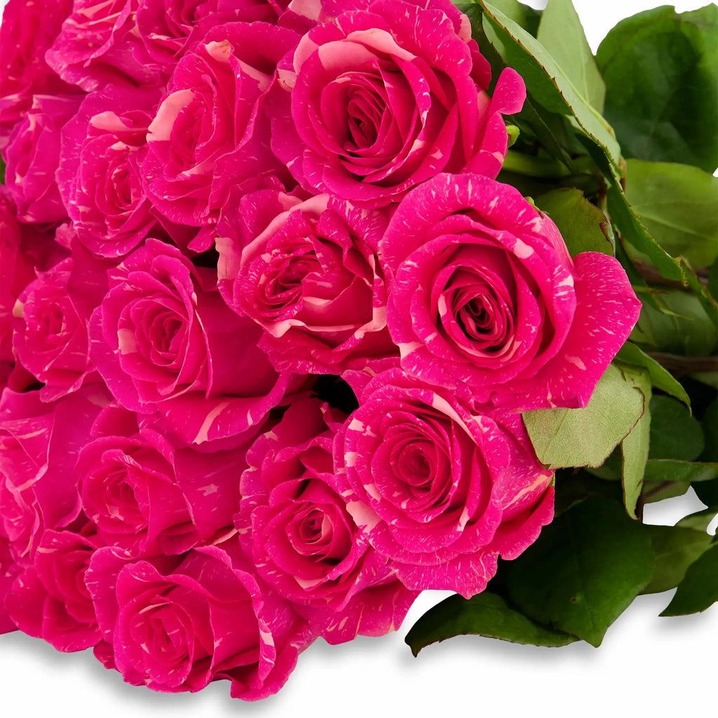 'Pandora' Pink Marble Roses
