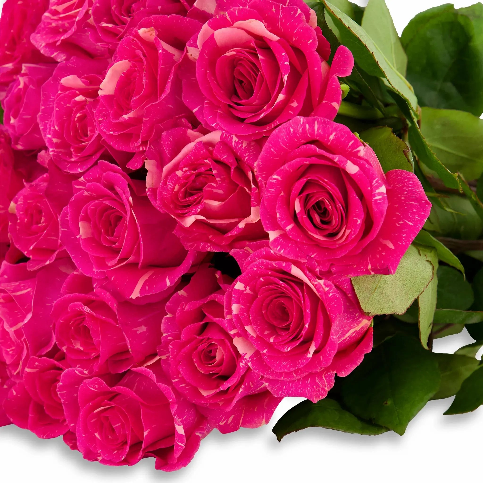 'Pandora' Pink Marble Roses