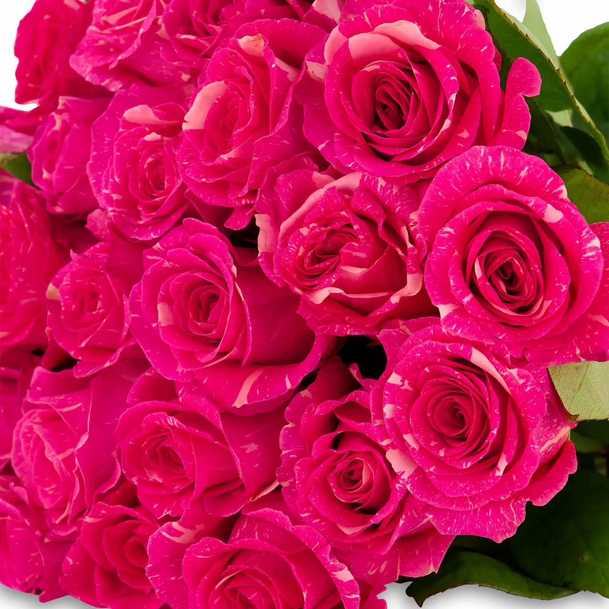 'Pandora' Pink Marble Roses