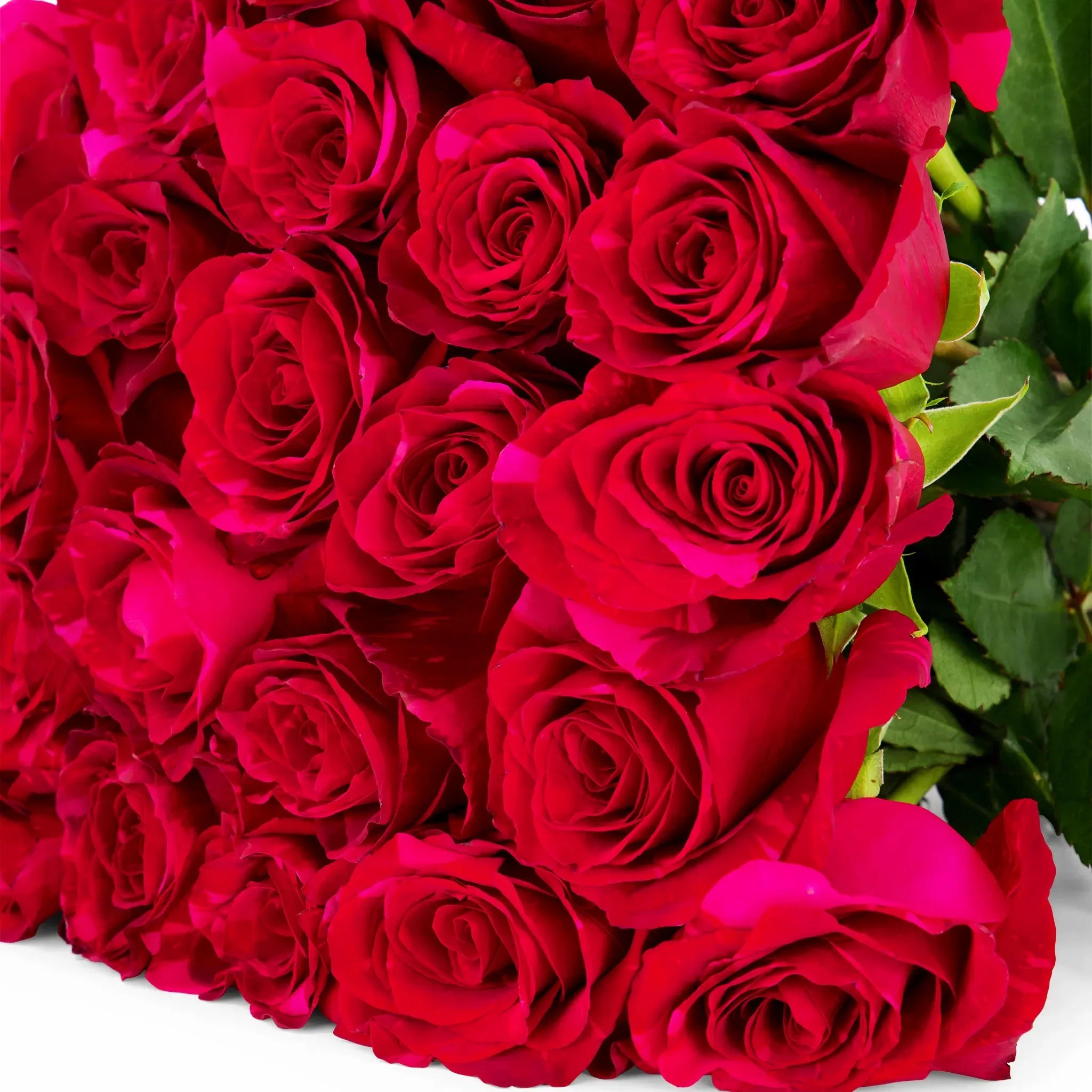 'Red Panther' Red Roses