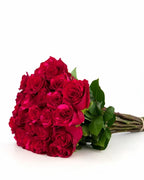 'Red Panther' Red Roses
