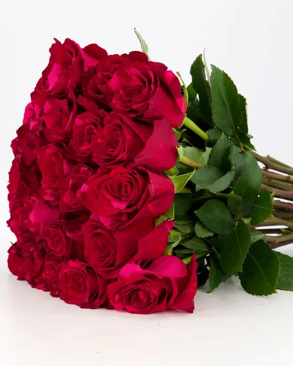 'Red Panther' Red Roses