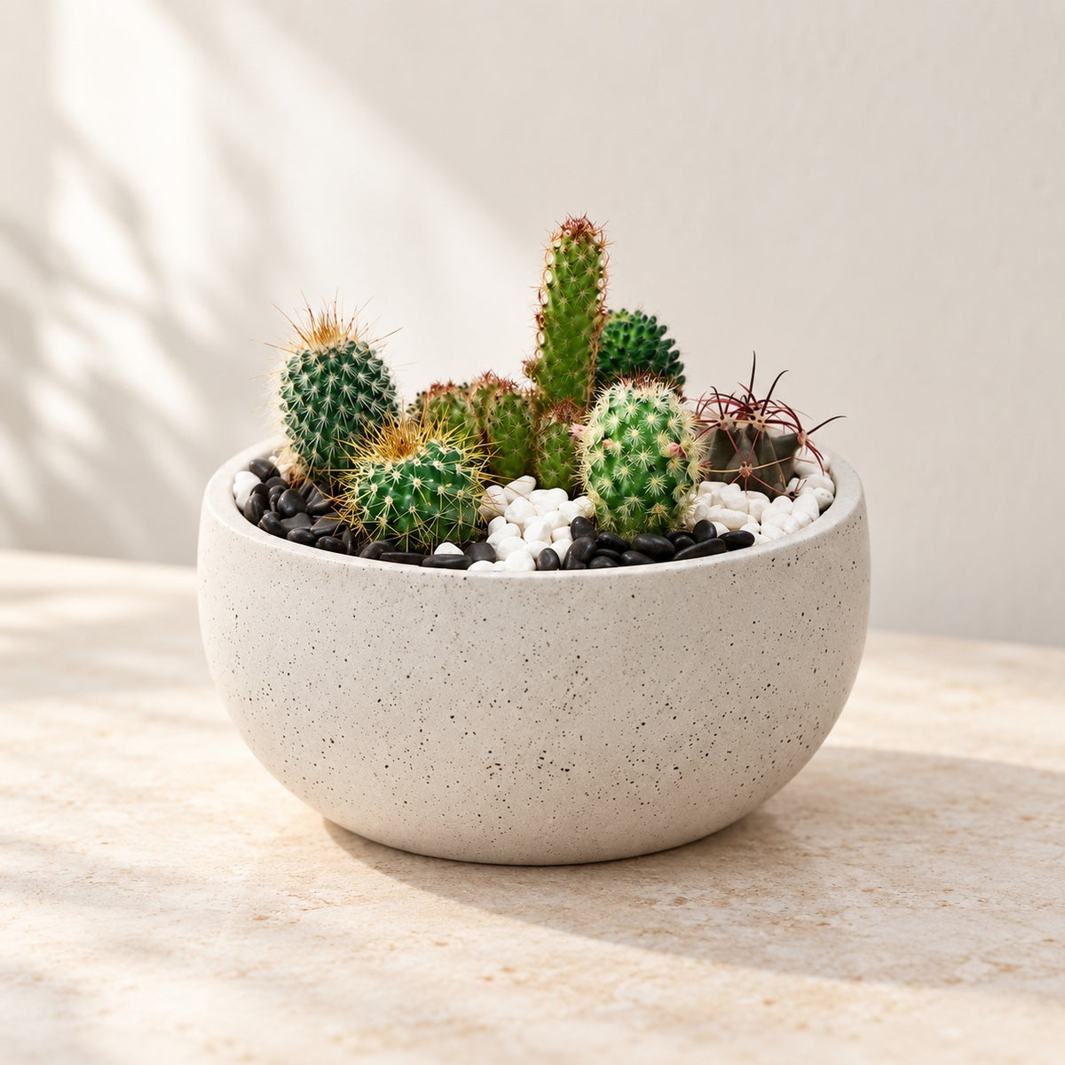 AI-assisted photo-style preview of Assorted Cactus Planter as shown; actual arrangement and proportions vary.