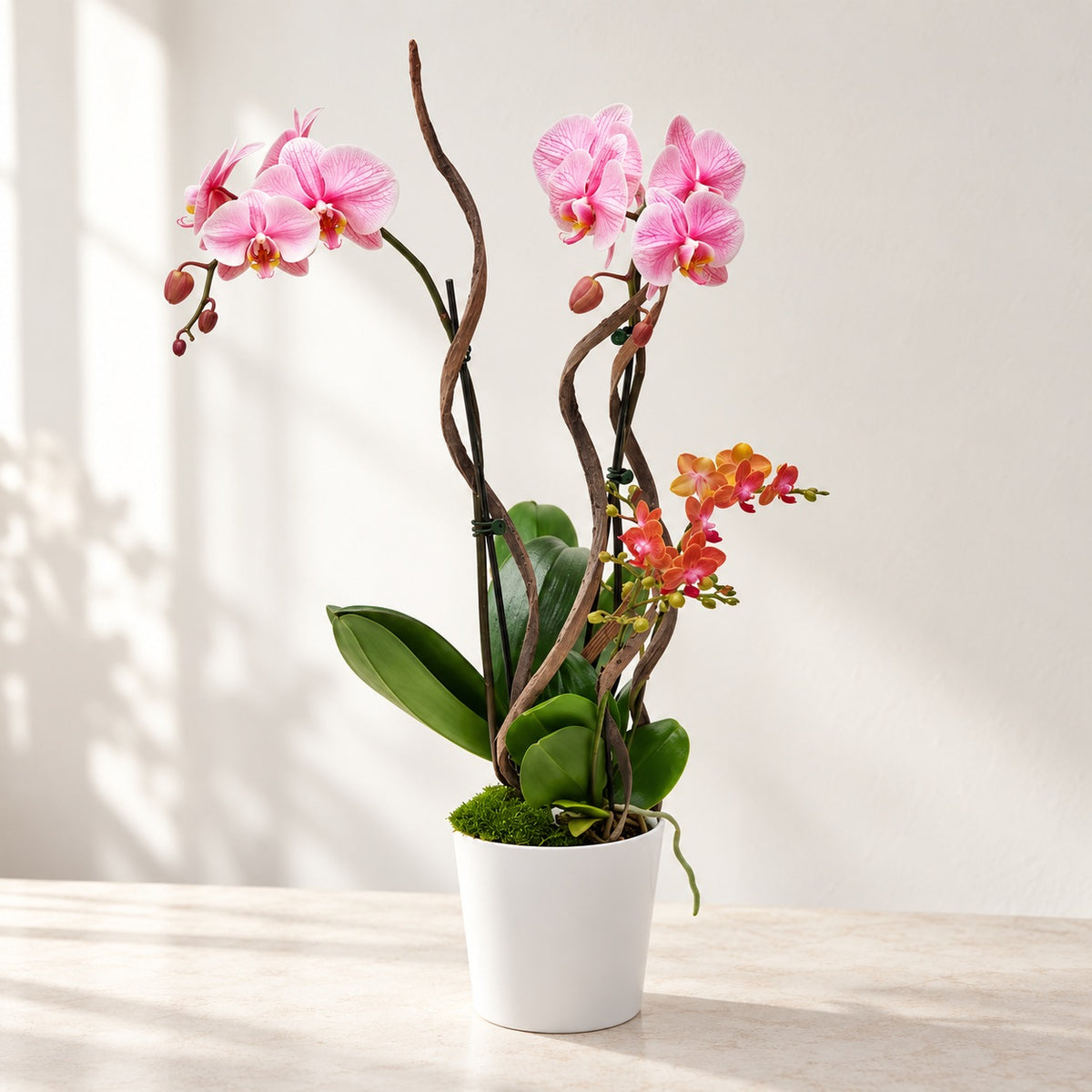 AI-assisted photo-style preview of Double-Stem Infused Pink Orchid Plant as shown; actual arrangement and proportions vary.