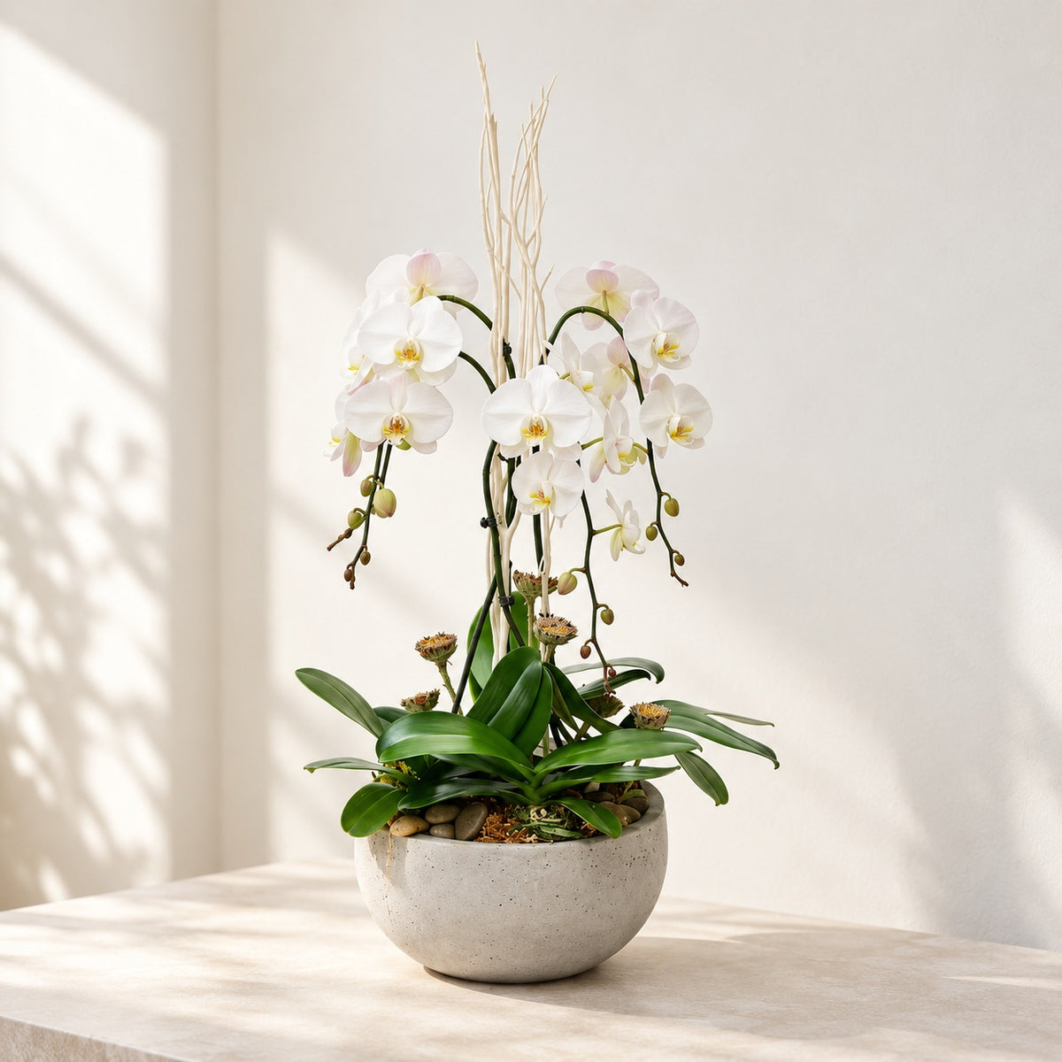 AI-assisted photo-style preview of Premium White XL Orchid Planter as shown; actual arrangement and proportions vary.