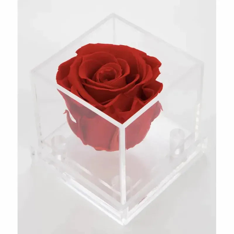 Single Mini Forever Rose