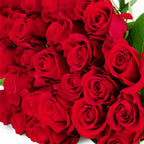 'Sexy Red' Roses