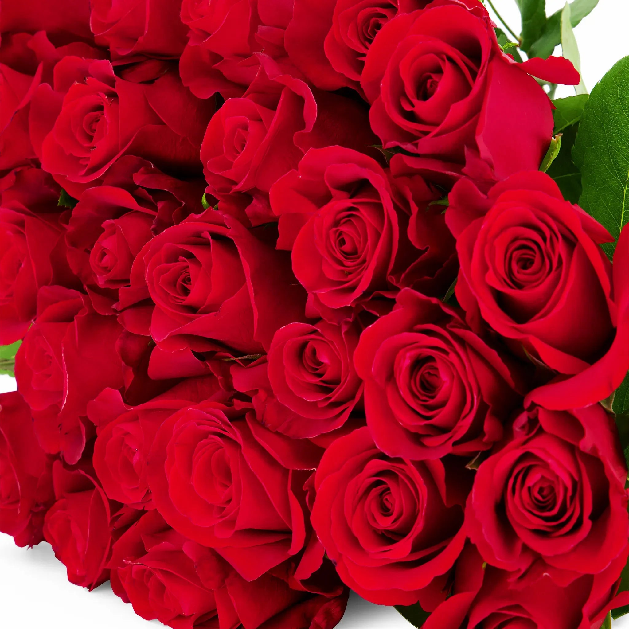 'Sexy Red' Roses