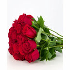 'Sexy Red' Roses