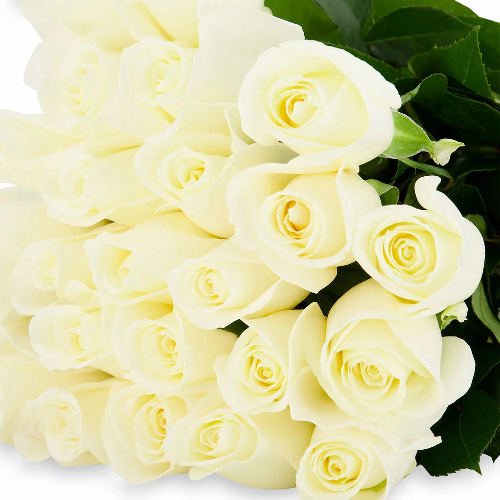 'Tibet' White Roses