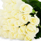 'Tibet' White Roses